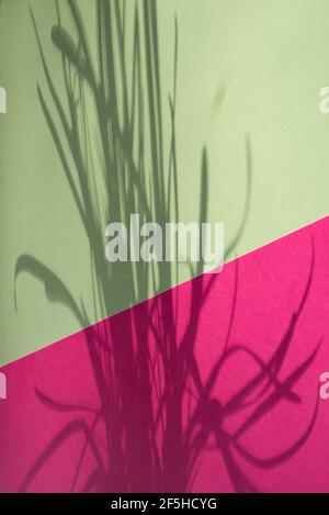 Image macro de papier vert et rose avec effet d'ombre et mise au point sélective. Arrière-plan abstrait. Copier l'espace. Banque D'Images