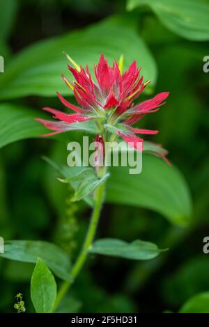 Feu moyen de pinceau rouge avec tige en gros plan Banque D'Images