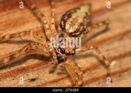 Araignée sautant : trémie en bronze (Helvis minitabunda) Banque D'Images