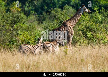 Jiraffa, Giraffa camelopardalis, dans l'environnement de la savane africaine, Parc national Kruger, Afrique du Sud. Banque D'Images