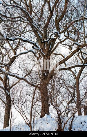 Grands, beaux, robustes et sains arbres sans feuilles de type chêne avec des troncs épais et des branches tordues dans le parc en hiver, avec de la neige fraîche encore suspendue Banque D'Images