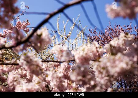 Arbre qui explose avec des fleurs au début du printemps. Détail des fleurs non nettes au premier plan, des fleurs entièrement focalisées et un ciel bleu clair en arrière-plan Banque D'Images