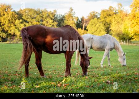 Deux beaux chevaux qui paissent. Un pâturage gris clair et un pâturage de châtaigniers près de la ville allemande de Stuttgart Banque D'Images
