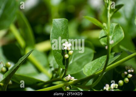 La petite fleur blanche et rose d'un vert Malabar épinards ou Basella alba vivace vigne. La fleur pousse sur une tige verte contre une feuille. Banque D'Images