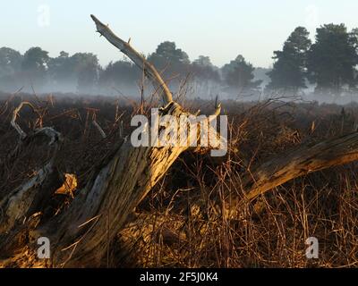 Un matin de printemps éclatant capturant le lever du soleil qui rebondit bois mort tombé assis dans une faible brume autour du sol forestier Banque D'Images