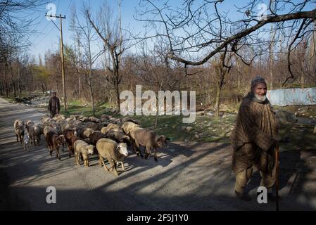 Srinagar, Cachemire sous contrôle indien. 26 mars 2021. Les bergers harde leurs moutons dans un village du district de Budgam, au Cachemire sous contrôle indien, le 26 mars 2021. Crédit : Javed Dar/Xinhua/Alay Live News Banque D'Images