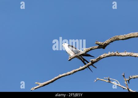 Perchée à avaler cerf-volant Elanoides forficatus oiseau de proie perches sur une branche pour nettoyer ses plumes à Naples, en Floride. Banque D'Images