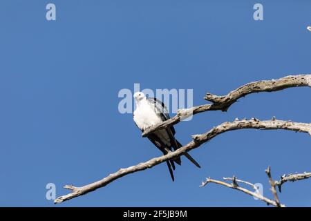 Perchée à avaler cerf-volant Elanoides forficatus oiseau de proie perches sur une branche pour nettoyer ses plumes à Naples, en Floride. Banque D'Images
