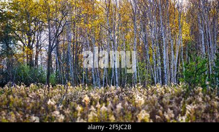 Les bouleaux dans la forêt en automne. Concentrez-vous sur l'arrière-plan. Banque D'Images