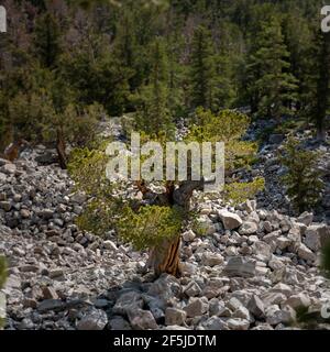 Un seul arbre de Bristlecone dans la vallée des Rocheuses, dans le Grand bassin National Parc dans les montagnes de l'est du Nevada Banque D'Images
