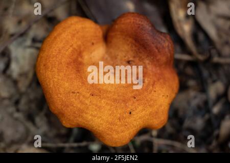 Doux dessus de Mushroom d'orange profond croissant dans le Smoky montagnes Banque D'Images