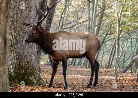 A commencé Elk trébuche quand le touriste se trouve trop près de Great Parc national des Smoky Mountains Banque D'Images