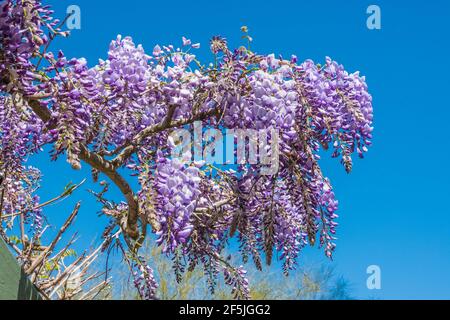 Cloes-up de wisteria floraison de vigne. Banque D'Images