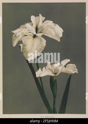 Iris Kæmpferi. Kazumasa Ogawa (japonais, 1860 - 1929) Banque D'Images