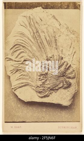 Fossile d'un crinoïde. William Hart (britannique, active Birmingham, Angleterre des années 1860) Banque D'Images