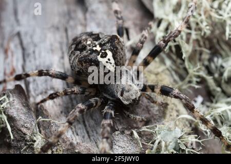 Araneus angulatus sur le bois de pin Banque D'Images