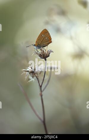 Cuivre rare, Lycaena virgaureae reposant sur une plante soufflée d'owerblown Banque D'Images