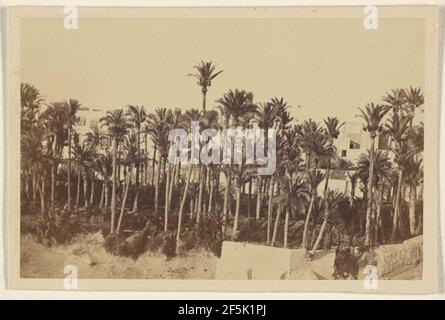 Elche. La ville de Palms. Le dernier pied-de-page des Maures en Espagne. Probablement J. Planchard y Cia. Banque D'Images