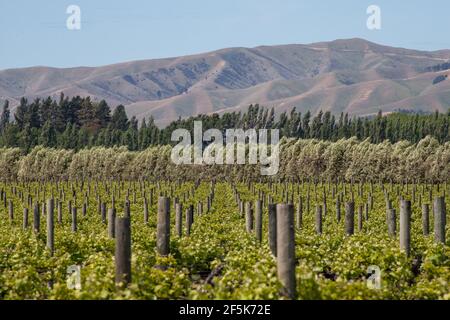 Vignobles à Blenheim, Marlborough, Nouvelle-Zélande : Banque D'Images