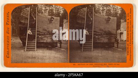 Section du Big Tree original - 30 pieds de diamètre. Thomas Houssworth & Company Banque D'Images