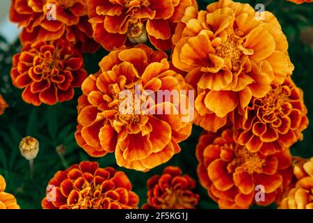 Magnifiques marigolds orange-jaune en gros plan. Fleurs de jardin lumineuses et colorées. Plantes médicinales. Mise au point sélective, arrière-plan flou. Banque D'Images