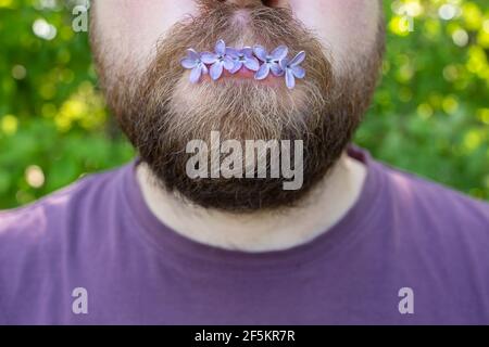 Petites, belles fleurs lilas dans la bouche d'un homme barbu. Printemps. Gros plan. Banque D'Images