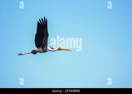 La cigogne peinte (Mycteria leucocephala) volant sur fond de ciel bleu. Images d'oiseaux de cigogne peintes. Banque D'Images