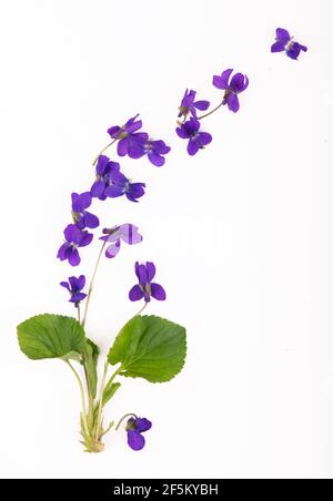 Feuille verte et fleurs de Viola odorata, violet de bois, isolées sur fond blanc. Plante médicinale et de jardin Banque D'Images