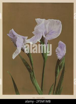 Iris Kæmpferi. Kazumasa Ogawa (japonais, 1860 - 1929) Banque D'Images