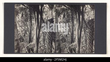 Un freuk très rare de la nature. Un arbre Nikau à 4 têtes, une seule tête est la chose habituelle. James Douglas Richardson (New Zealander, 1878 - 1942) Banque D'Images