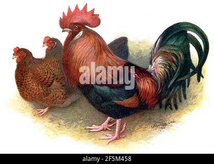 Dessin de poulet Dorking rouge. Banque D'Images