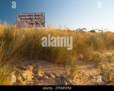 L'herbe de maram (Ammophila arenaria) sur les dunes sous la végétation à Seven Mile Beach près de Hobart, Tasmanie, Australie Banque D'Images