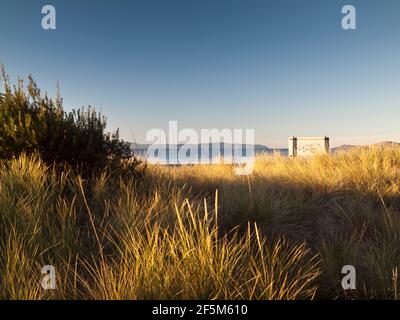 L'herbe de maram (Ammophila arenaria) et Acacia longifolia sophorae sur les dunes sous revégétation à Seven Mile Beach près de Hobart, Tasmanie, Australie Banque D'Images