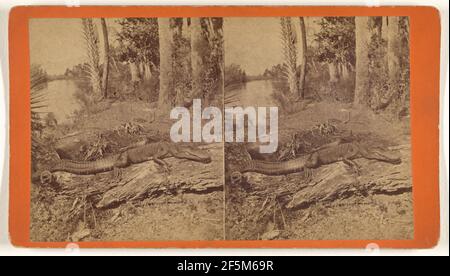 Alligator reposant sur la bûche dans le marais. Jerome Nelson Wilson (américain, 1827 - 1897, Savannah active, Géorgie) Banque D'Images