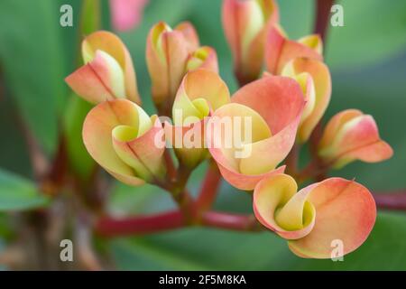 Euphorbia milii (cime d'épines, plante du Christ, épine du Christ) est une espèce de plante à fleurs de la famille des Euphorbiacia Banque D'Images