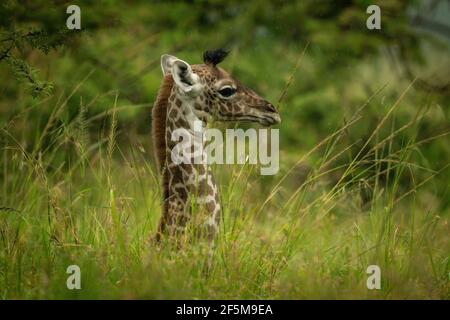 Jeune girafe Masai couchée dans une grande herbe Banque D'Images