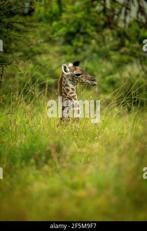 Jeune girafe Masai couchée dans une herbe longue Banque D'Images