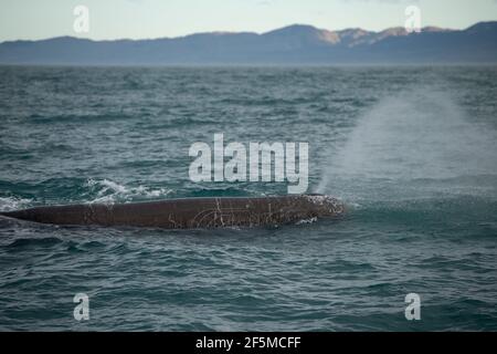 Cachalot, Physeter macrocephalus, pulvérisation, espèces vulnérables, Kaikoura, Canterbury, Île du Sud, Nouvelle-Zélande, Océan Pacifique Banque D'Images