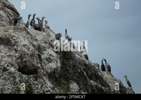 Scories tachetées, Stictocarbo punctatus, sur le rocher, Kaikoura, Canterbury, Île du Sud, Nouvelle-Zélande, Océan Pacifique Banque D'Images