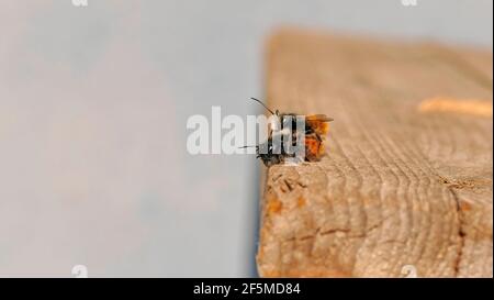 Abeilles européennes de verger pendant la reproduction Banque D'Images