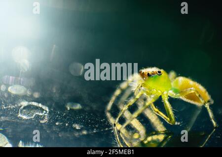 Green Jumping Spider Macro photo avec arrière-plan bokeh Banque D'Images