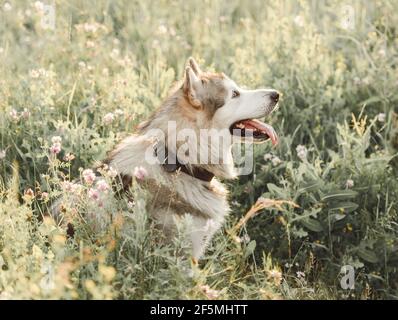 malamute d'Alaska assis latéralement dans l'herbe Banque D'Images