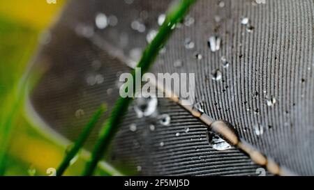 Brunswick, Allemagne. 27 mars 2021. Gouttes de pluie sur une plume de pigeon couchée sur une pelouse. Low 'Quasimodo' apporte aujourd'hui en Basse-Saxe des conditions météorologiques changeantes et venteuses. Credit: Stefan Jaitner/dpa/Alay Live News Banque D'Images