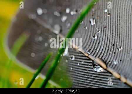 Brunswick, Allemagne. 27 mars 2021. Gouttes de pluie sur une plume de pigeon couchée sur une pelouse. Low 'Quasimodo' apporte aujourd'hui en Basse-Saxe des conditions météorologiques changeantes et venteuses. Credit: Stefan Jaitner/dpa/Alay Live News Banque D'Images