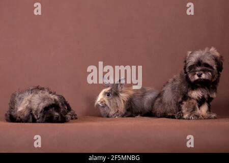 Crème brune grise moelleuse deux chiots et un lapin s'assoient sur fond marron à l'intérieur du studio Banque D'Images