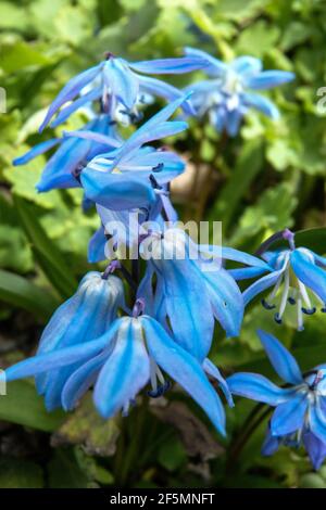 Belle forêt bluebell forestiers au printemps. Violet et rose fleurs sous arbre canopys avec lever du soleil à l'aube Banque D'Images