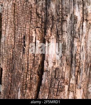 Vieux arbre dans la section d'arrière-plan. Texture du bois. Banque D'Images