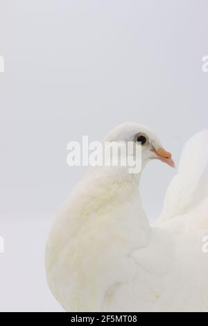 Pigeon en queue de Fantail anglais, magnifique pigeon blanc isolé sur fond blanc Banque D'Images