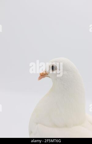 Pigeon en queue de Fantail anglais, magnifique pigeon blanc isolé sur fond blanc Banque D'Images