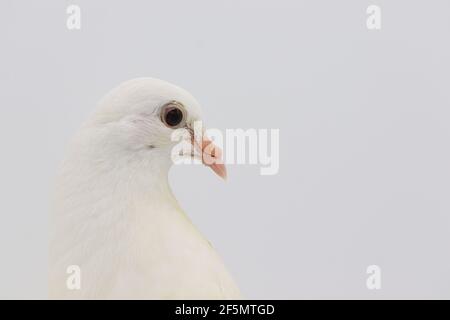 Pigeon en queue de Fantail anglais, magnifique pigeon blanc isolé sur fond blanc Banque D'Images